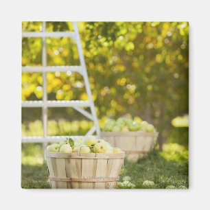 Imán Cestas de manzanas en huerto