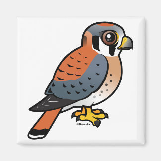 Imán Cestrel cutáneo americano
