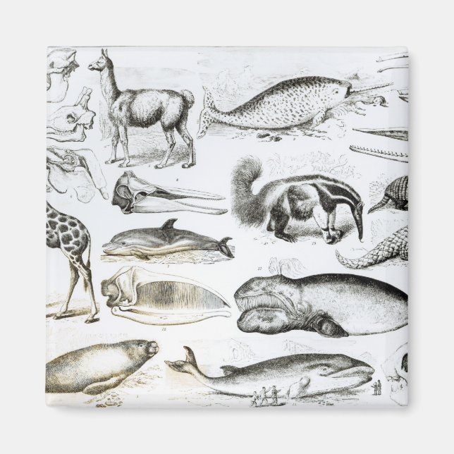 Imán Cetacea Edentata (Frente)