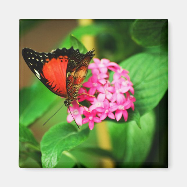 Imán Cethosia biblis Magnet (Frente)