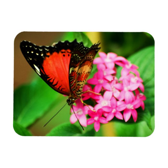 Imán Cethosia biblis Premium Magnet (Horizontal)