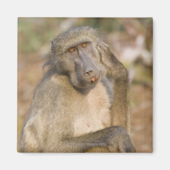 Imán Chacma Baboon (Papio ursinus) arañando su (Frente)