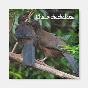 Imán Chaco chachalaca