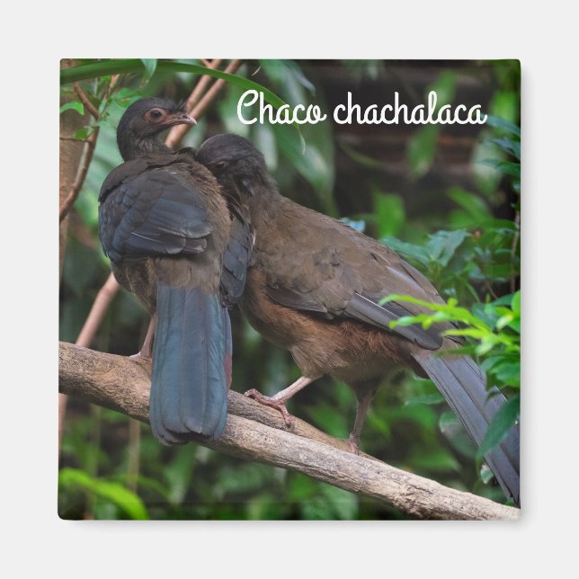 Imán Chaco chachalaca (Frente)