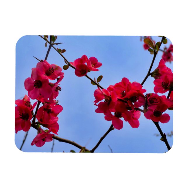 Imán Chaenomeles speciosa (Horizontal)