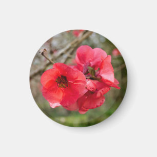 Imán Chaenomeles speciosa