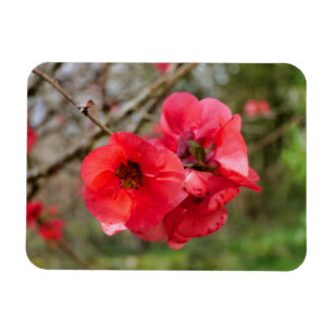 Imán Chaenomeles speciosa
