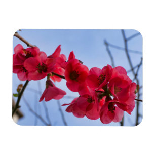Imán Chaenomeles speciosa