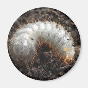 Imán Chafer Larva Magnet
