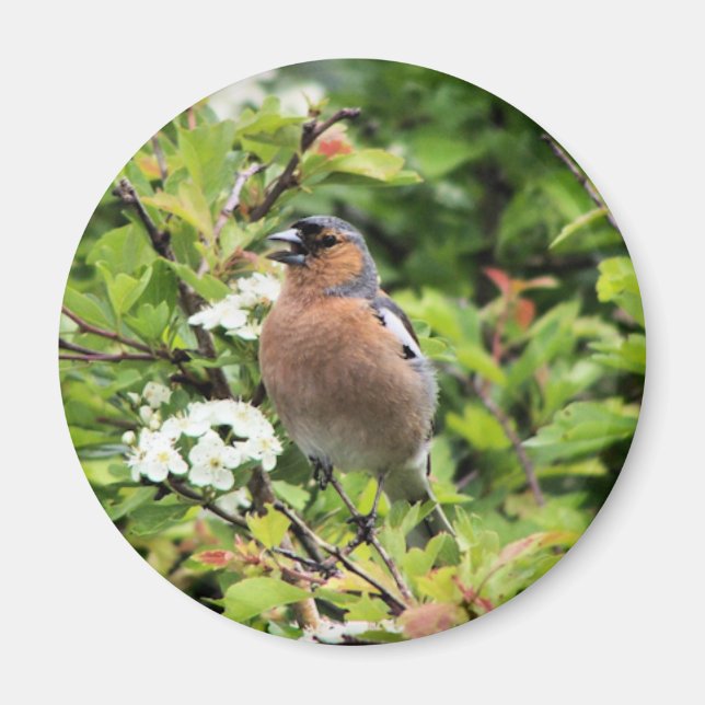 IMÁN CHAFFINCH (Frente)