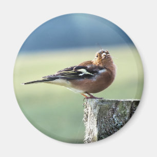IMÁN CHAFFINCH