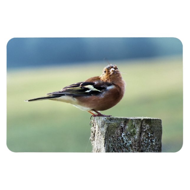 IMÁN CHAFFINCH (Horizontal)