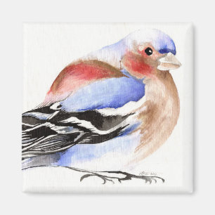 Imán Chaffinch colorido 2011