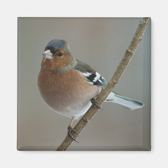 Imán Chaffinch imnet (Frente)