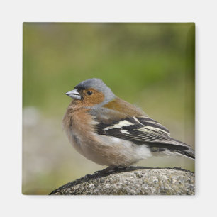 Imán Chaffinch masculino (SALVAJE: Coelebs del