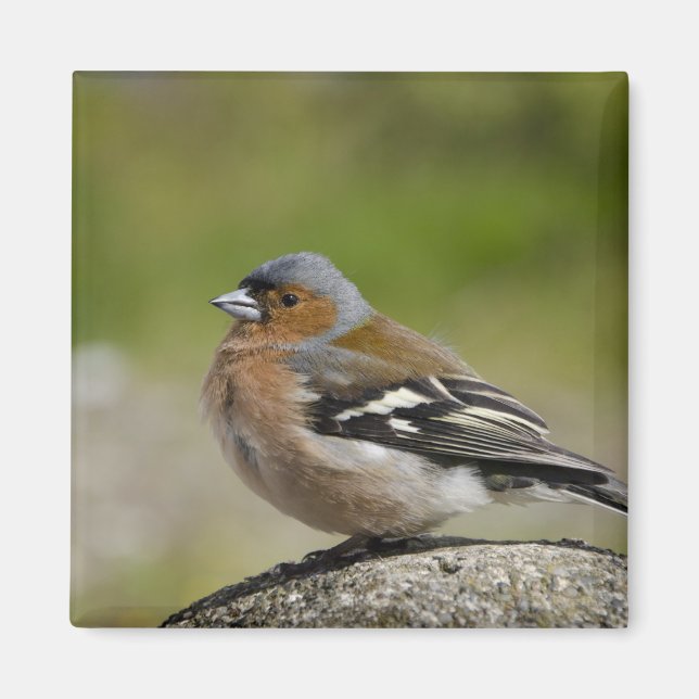 Imán Chaffinch masculino (SALVAJE: Coelebs del (Frente)