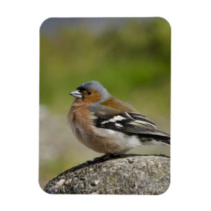 Imán Chaffinch masculino (SALVAJE: Coelebs del