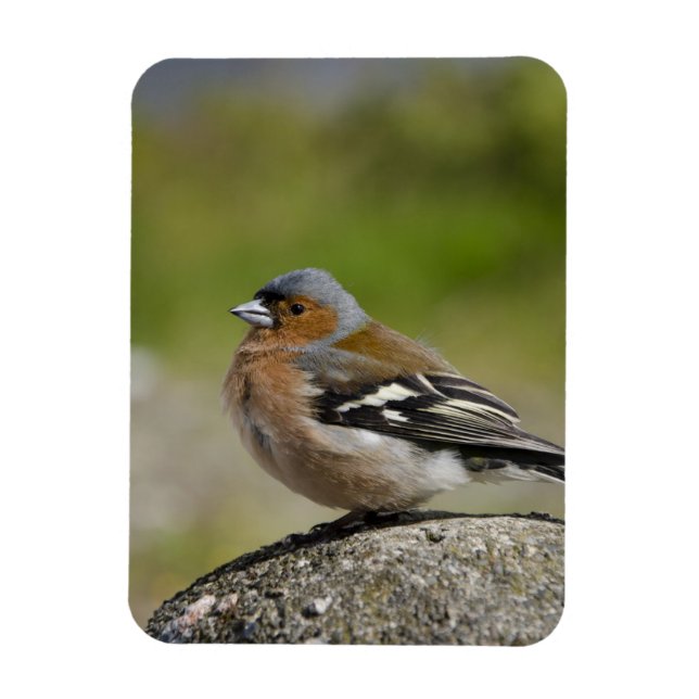 Imán Chaffinch masculino (SALVAJE: Coelebs del (Vertical)