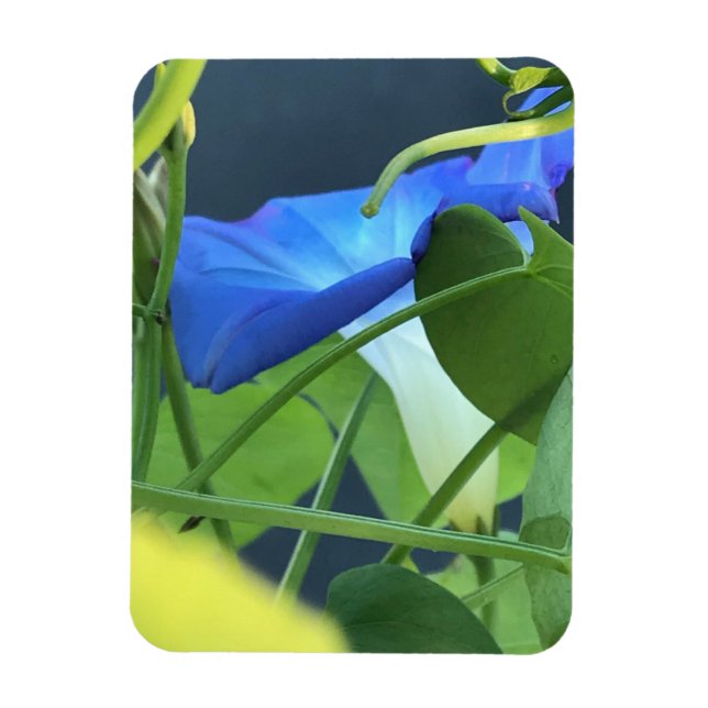Imán Chalice-of-Blue Morning Glory (Vertical)