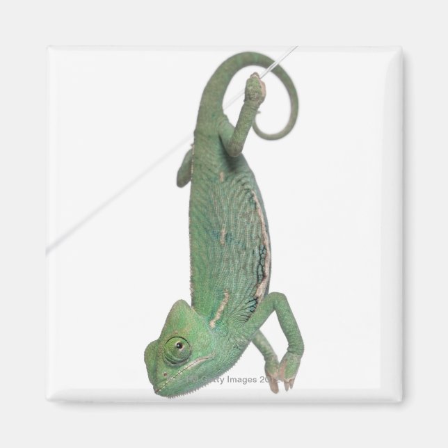 Imán Chameleon joven con velo, Chamaeleo calyptratus (Frente)