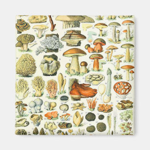 Imán champiñón Adolphe Millot