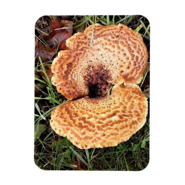 Imán champiñones en el bosque (Vertical)
