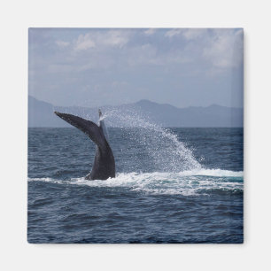 Imán Chapoteo de la cola de la ballena jorobada