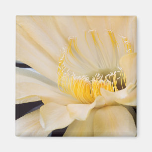 Imán Charlemagne Echinopsis en flor