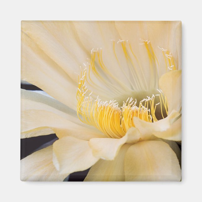 Imán Charlemagne Echinopsis en flor (Frente)