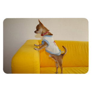 Imán Charlie Chihuahua