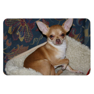 Imán Charlie Chihuahua