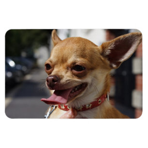 Imán Charlie Chihuahua
