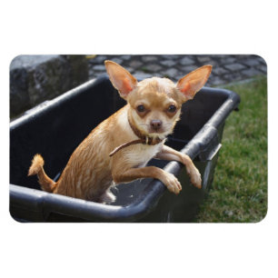 Imán Charlie Chihuahua