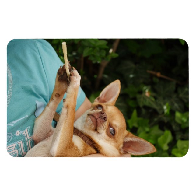Imán Charlie Chihuahua (Horizontal)