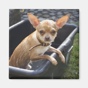 Imán Charlie Chihuahua