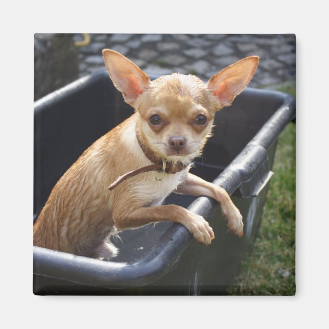 Imán Charlie Chihuahua (Frente)
