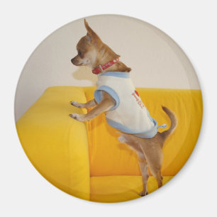 Imán Charlie Chihuahua