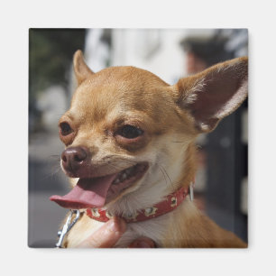 Imán Charlie Chihuahua