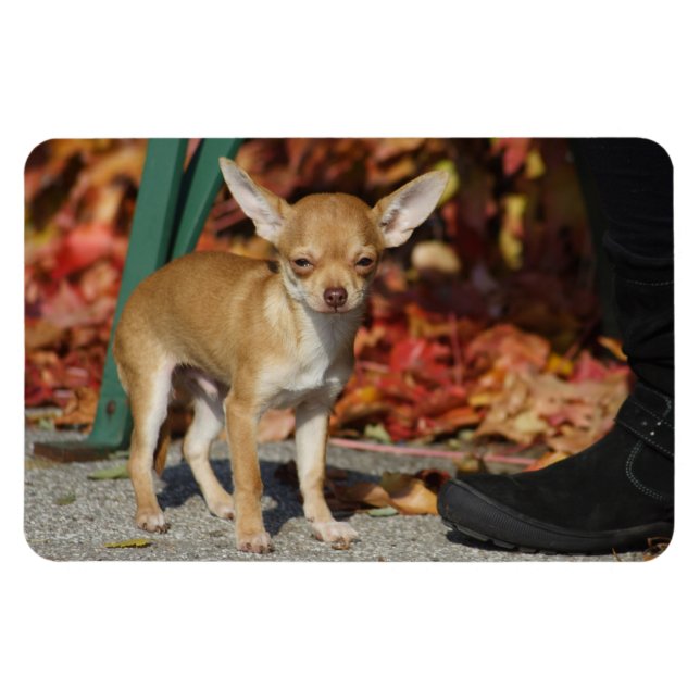 Imán Charlie Chihuahua (Horizontal)