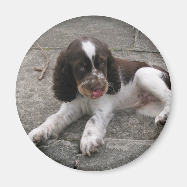 Imán ¡Charlie The Springer! (Frente)