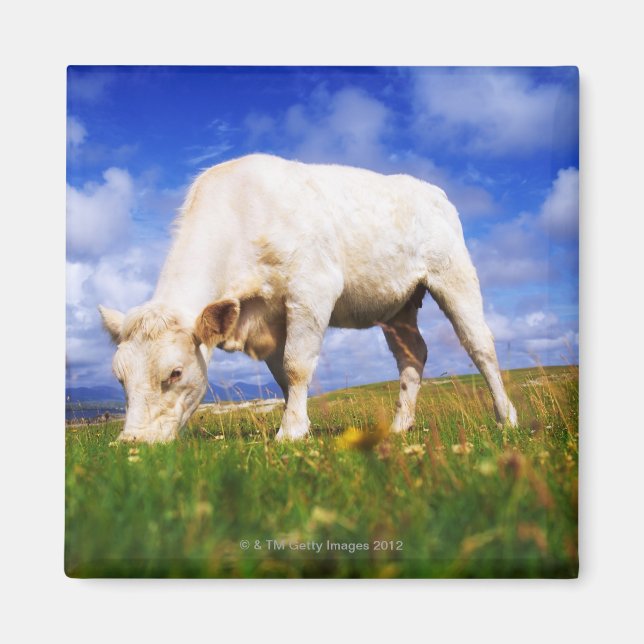 Imán Charolais Cow Grazing, Mannin Bay, Irlanda (Frente)