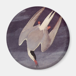 Imán Charrán Ártico por John James Audubon, Aves Antigu