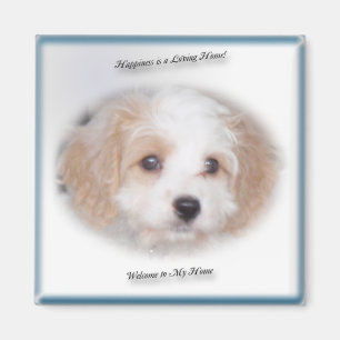Imán Chase Cavachon Magnet