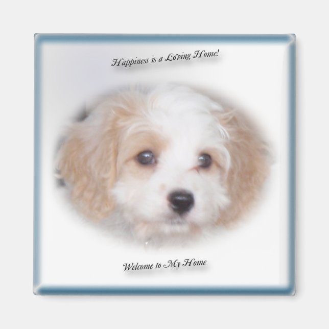Imán Chase Cavachon Magnet (Frente)
