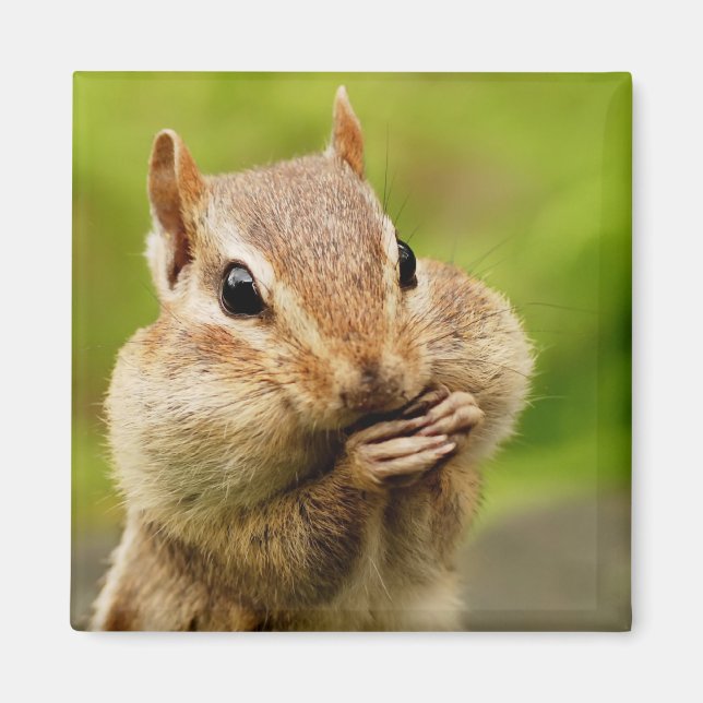 Imán Cheeky Chipmunk Magnet (Frente)