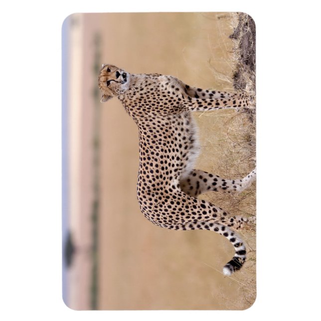 Imán Cheetah (Vertical)