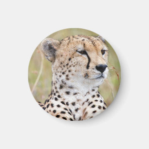 Imán Cheetah