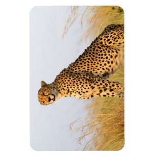 Imán Cheetah