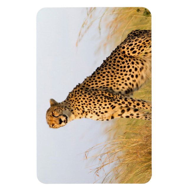 Imán Cheetah (Vertical)