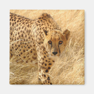 Imán Cheetah